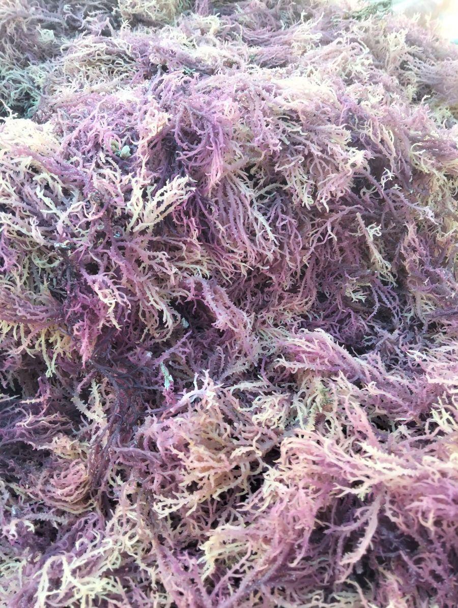 Seaweed harvested and laid out for sun drying