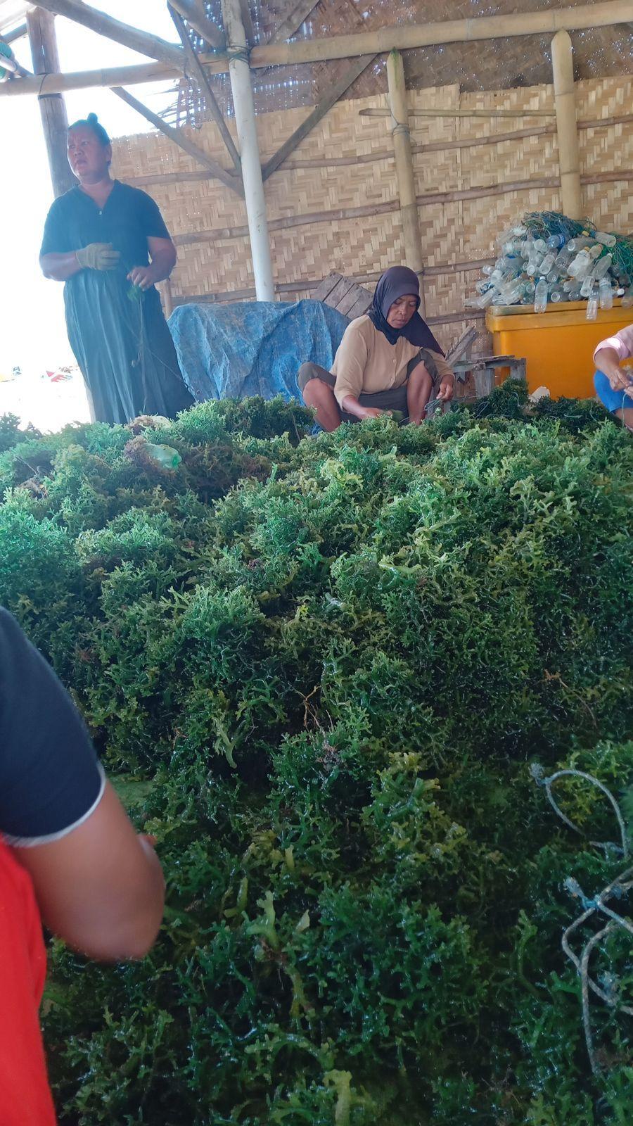 Field team sorting and processing a harvest batch