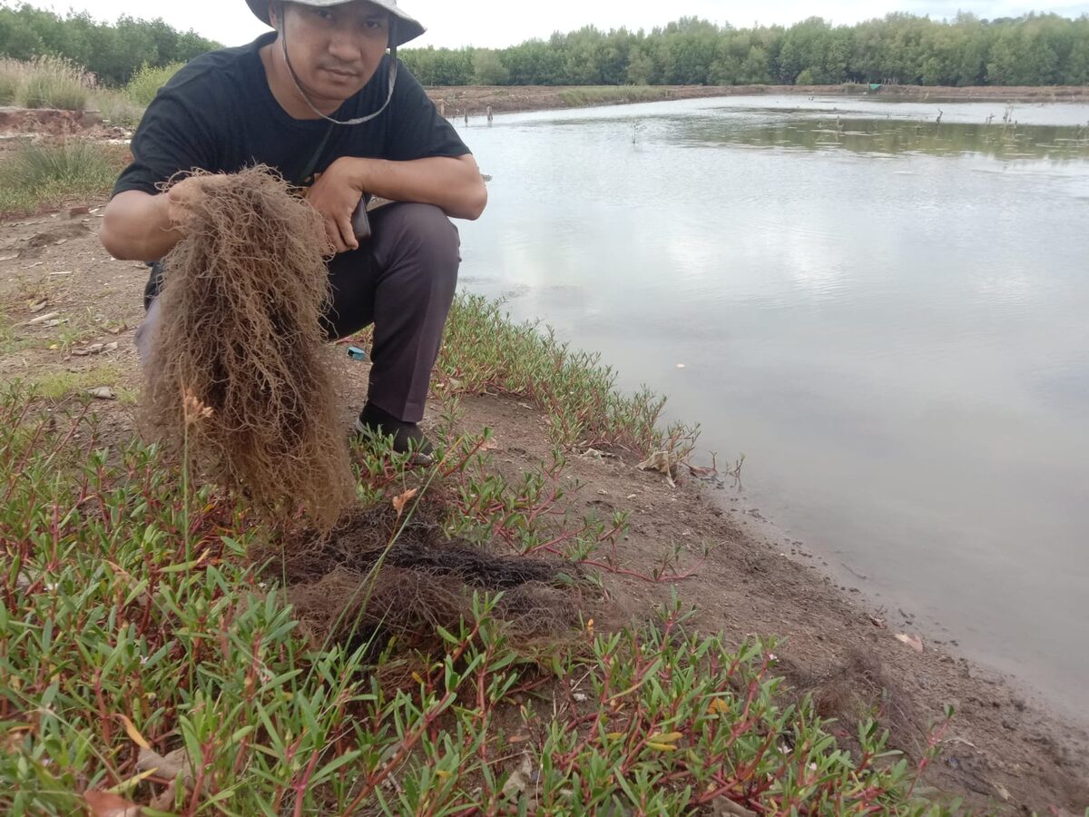 Freshly harvested gracilaria seaweed from a brackish pond