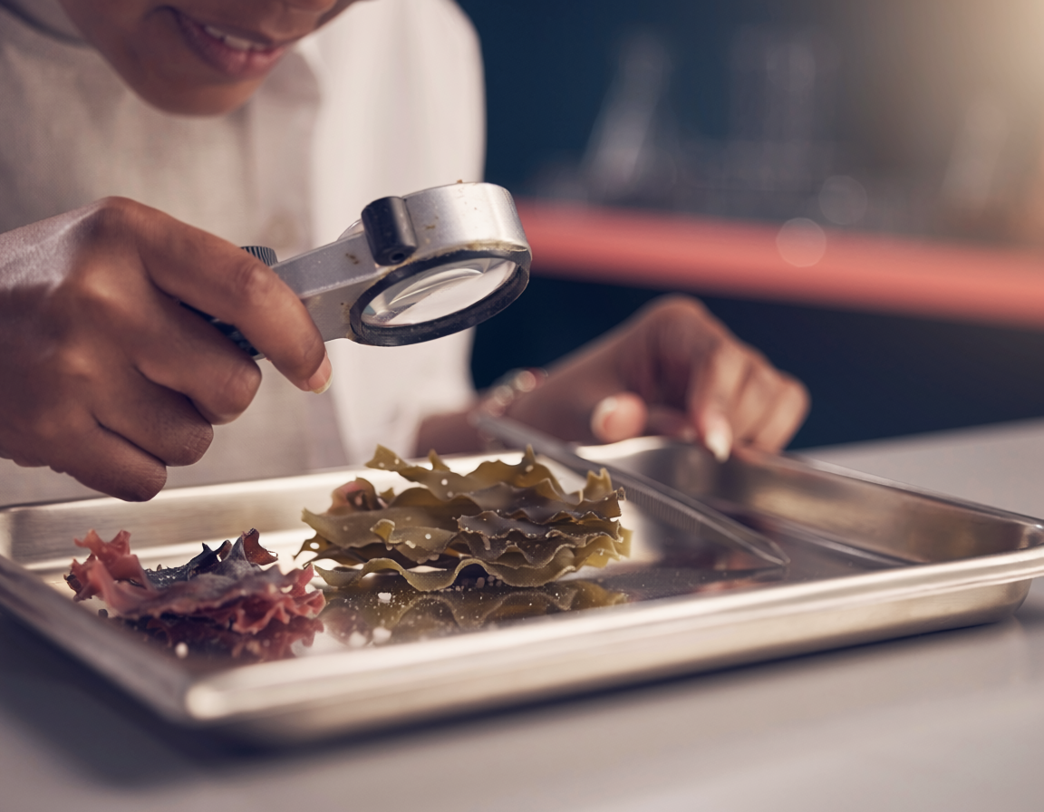 Technician inspecting dried seaweed samples with a magnifying loupe