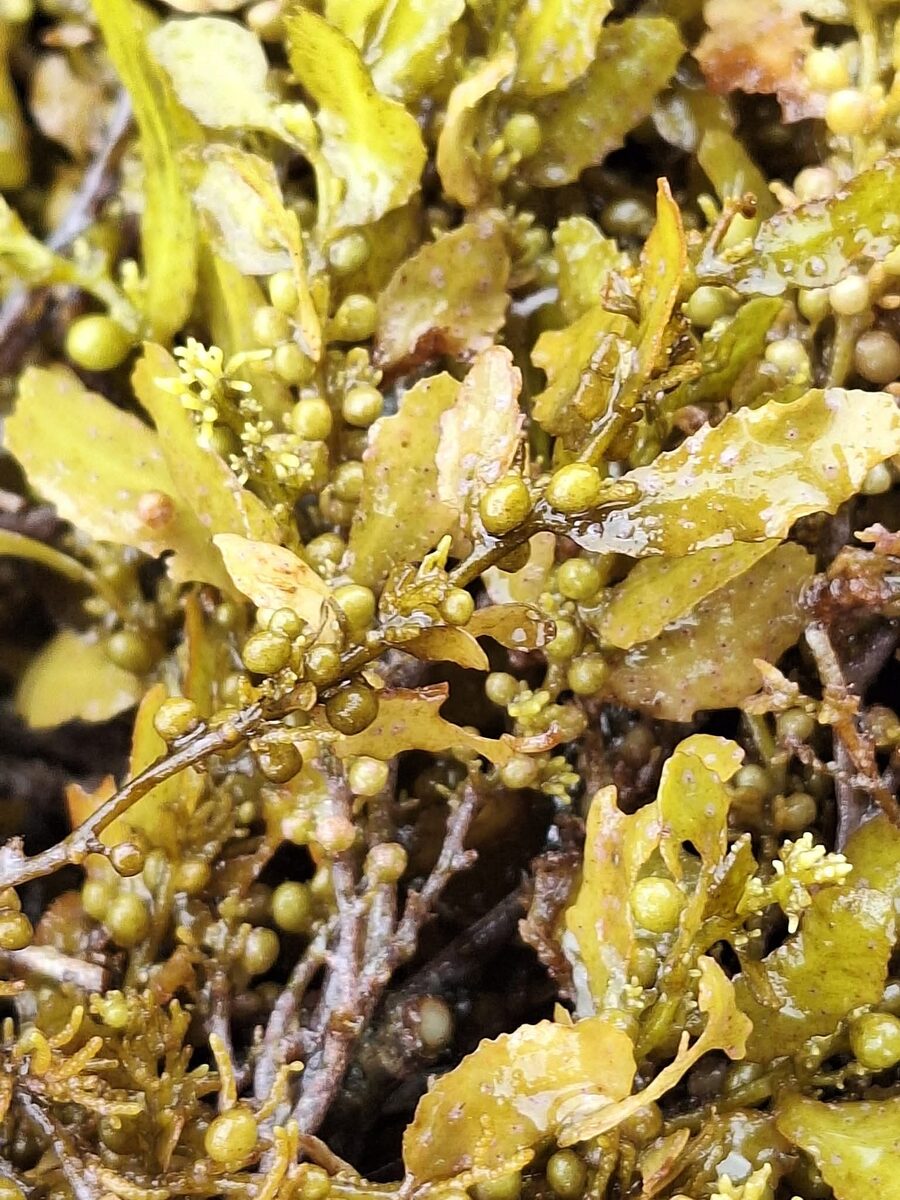 Wild sargassum seaweed tied to a cultivation rope near the coast