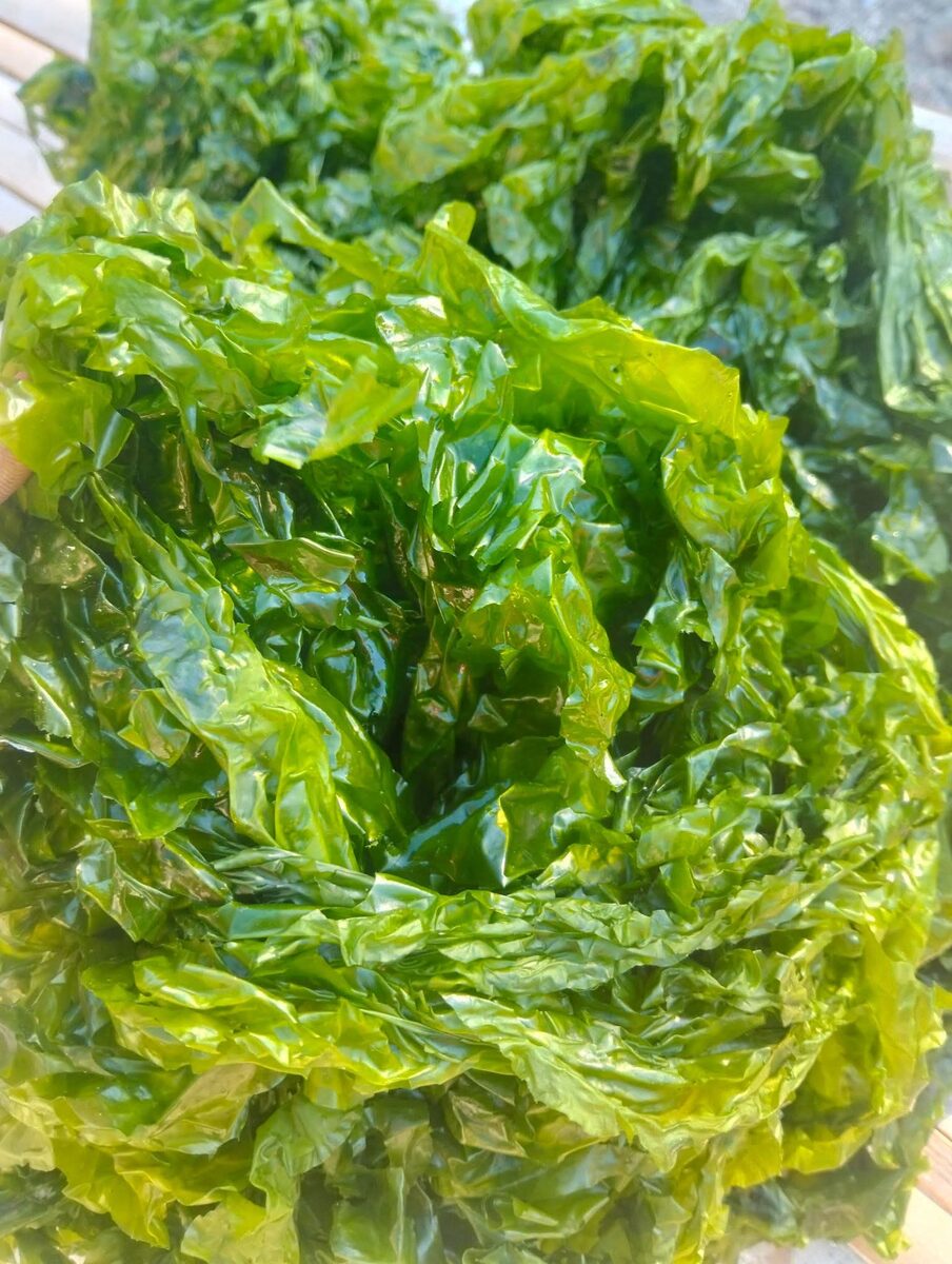 Freshly harvested bright green sea lettuce laid on woven baskets