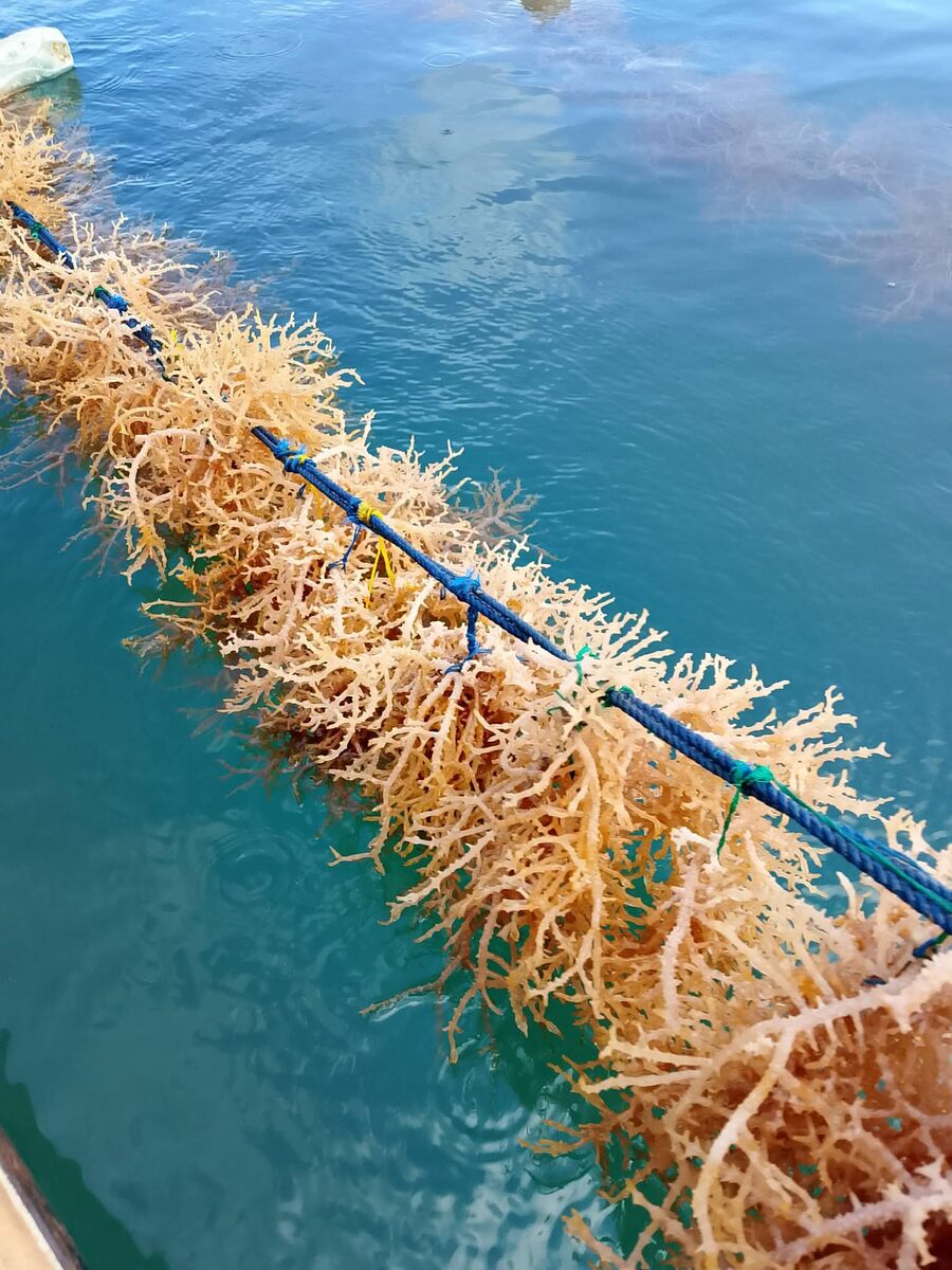 Spinosum seaweed clusters tied to a cultivation rope